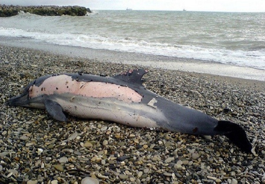 Песню умирающий дельфин. Кювьеров клюворыл. Мертвые дельфины на побережье черного моря. Дельфины в черном море Сочи.