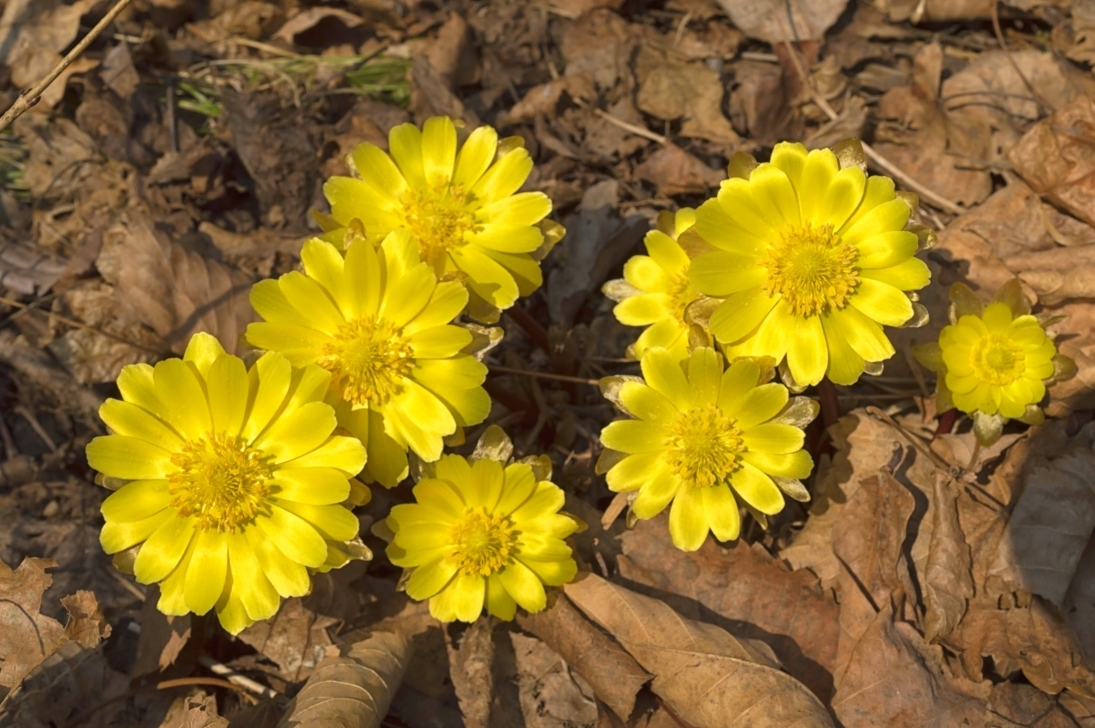 Адонис Амурский Adonis amurensis