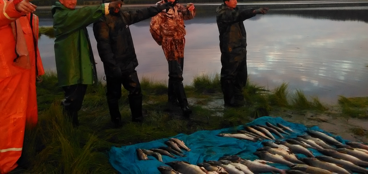 Люди перегородили реку. Рыбалка на реке Лена в Якутии браконьеры. Браконьеры стали жертвами.