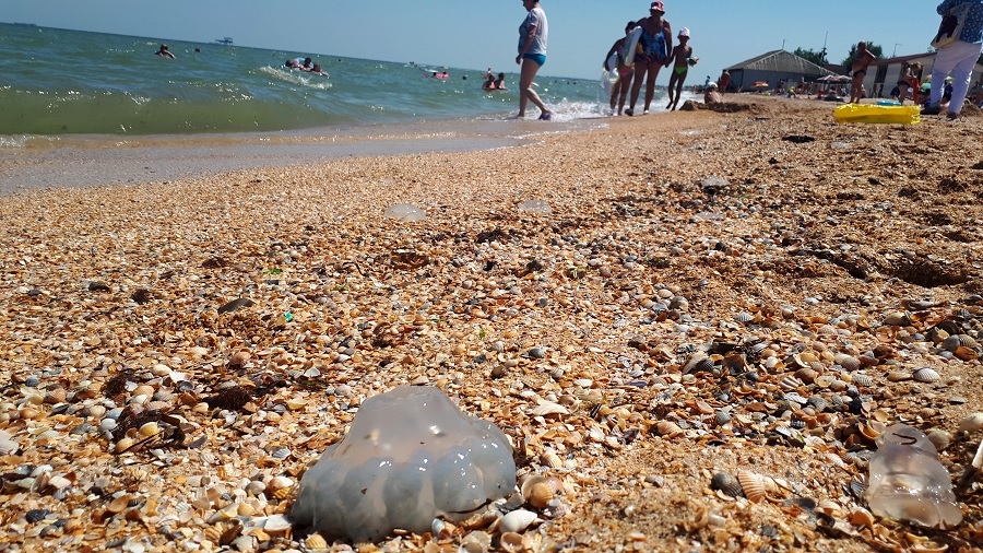 Погода в голубицкой краснодарского края на 10. Голубицкая. «Морской Бриз», станица Голубицкая.