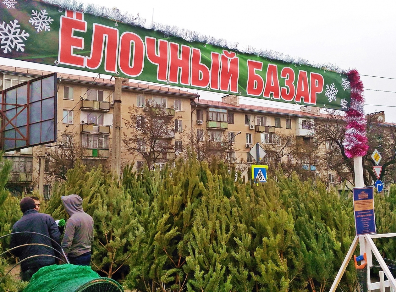 Хвойный адрес. Елочный базар Севастополь. Елочные базары в Уфе. Хвои в Севастополе. Где в Севастополе продаются елки настоящие.