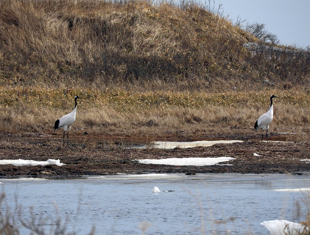 Курильский журавль. Уссурийский журавль. Журавли прилетели. Grus japonensis.