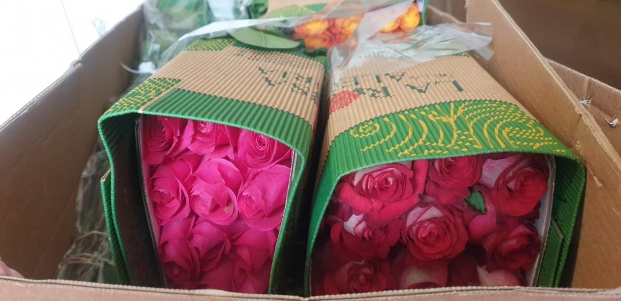 Тюльпаны из Эквадора. Какие цветы мы завозим из Эквадора.