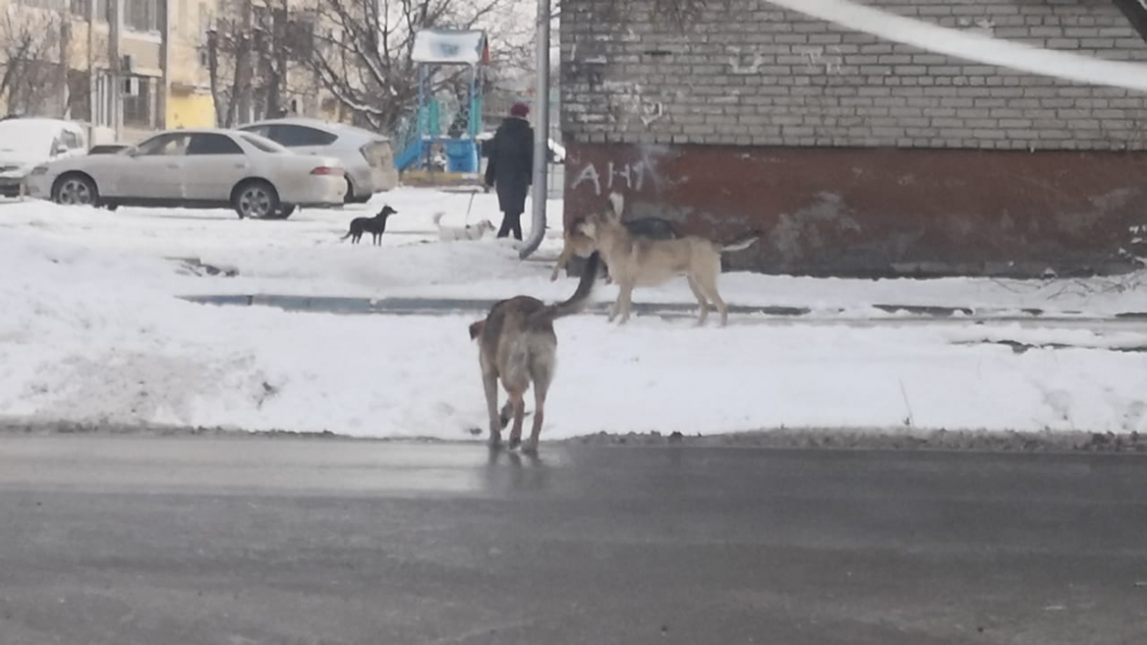 Найденные собаки в городе Хабаровске в Индустриальном районе. Митинги против бродячих агрессивных собак. Собаки столкнули мать Кроэл. Несите мясо тут голодные собаки
