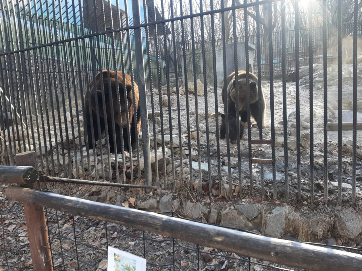 Зоосад хабаровск на воронеже. Зоосад Приамурский. Зоосад Хабаровск. Мини зоопарк Хабаровск. Хабаровск есть зоопарк.