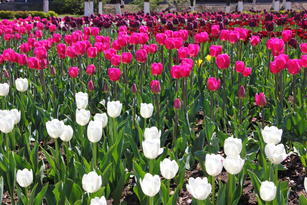 Будут ли цвести тюльпаны посаженные весной. Тюльпаны отцвели. В России тюльпаны начинают цвести. Когда зацветают тюльпаны в Подмосковье.
