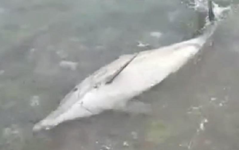 Песню умирающий дельфин. Спасение дельфина Новороссийск. Центр спасения дельфинов. Фото белого дельфина которых выносило на берег в Новороссийске.