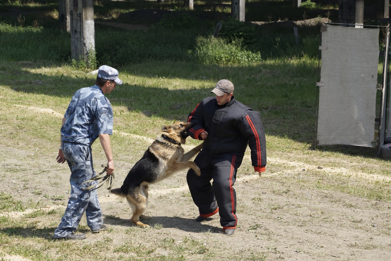 Кинолог гуфсин