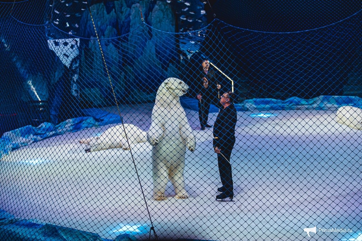 Цирк на льду айсберг воронеж. Цирк на льду Айсберг. Цирк на льду Айсберг белые медведи. Медведи на льду цирк. Белый медведь в цирке.
