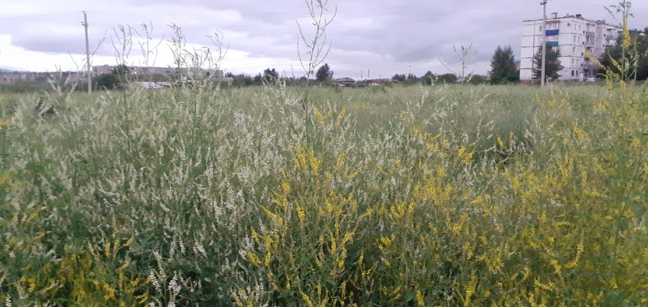 Штраф за нескошенную траву. Высокая трава в Новокузнецке. Нескошенная трава или нескошеная трава как пишется.