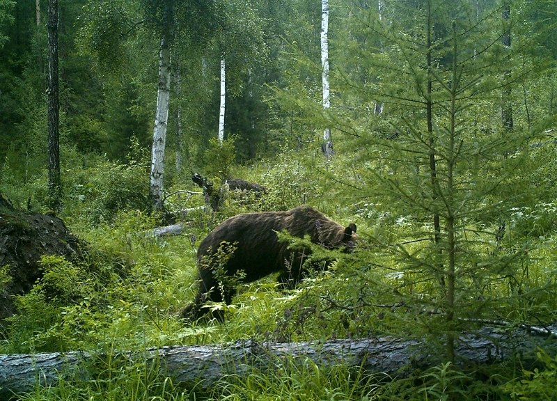 Природный парк Ергаки животные