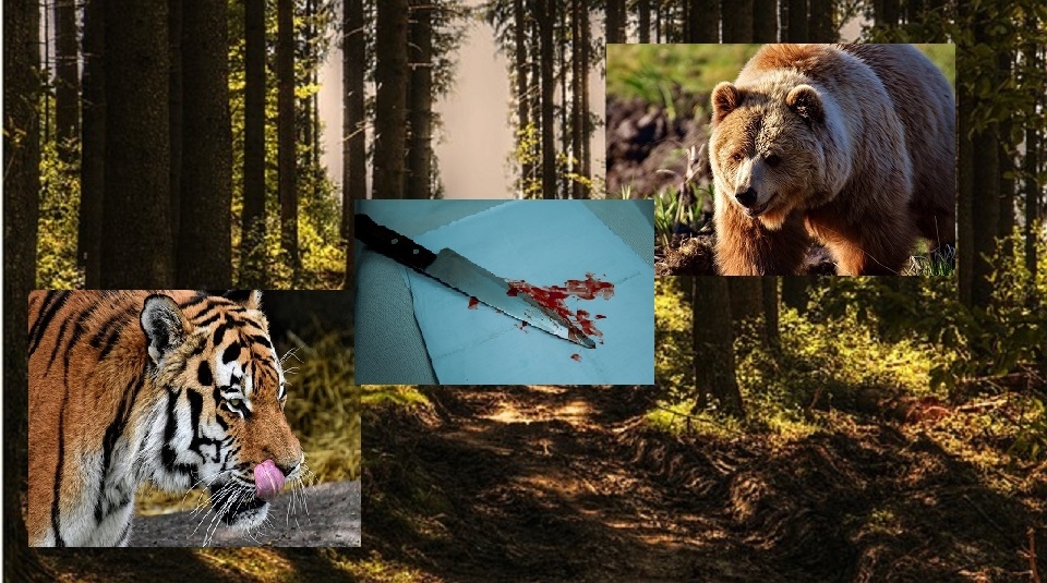 Нападение лесу. Тигр в лесу в Хабаровском крае. Нападение тигра в Хабаровском крае. Тигр загрыз охотника Хабаровский край. Тигр напал на человека в Хабаровском крае.