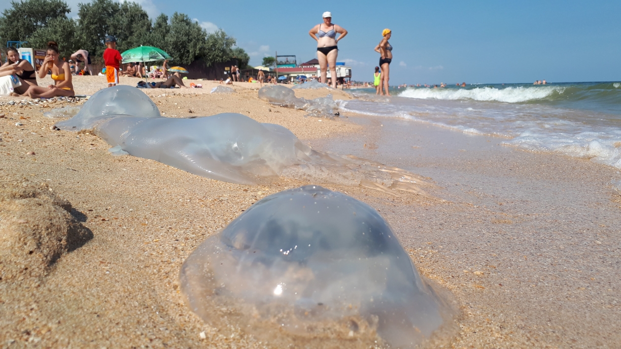 Виды медуз в азовском море