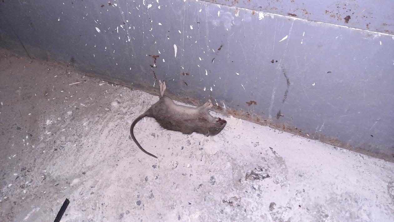 Крысиные Норы в Санкт-Петербурге. Вытеснение черной крысы серой крысой