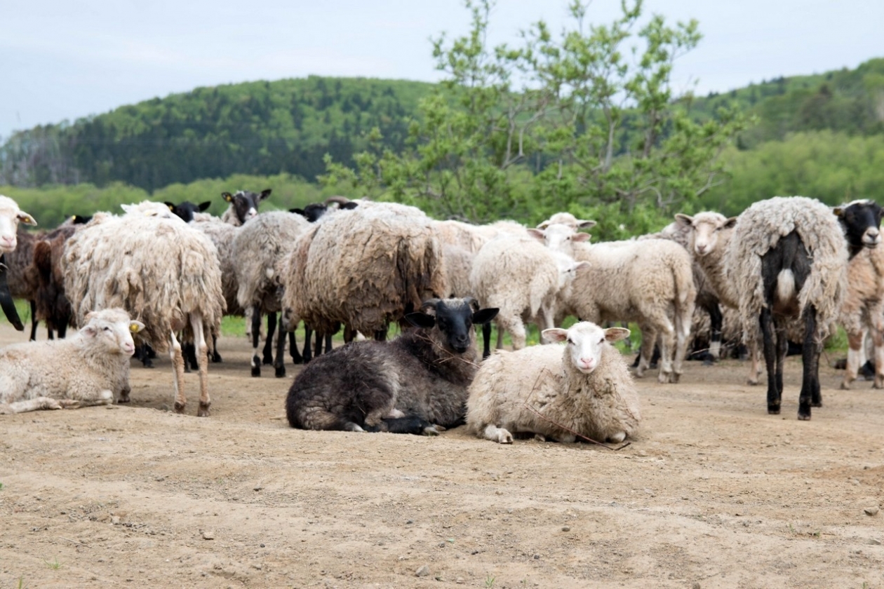 Just sheep. Овцеводы Забайкалья. Овцеводство. Овцеводство в Забайкалье. Овца без шерсти.