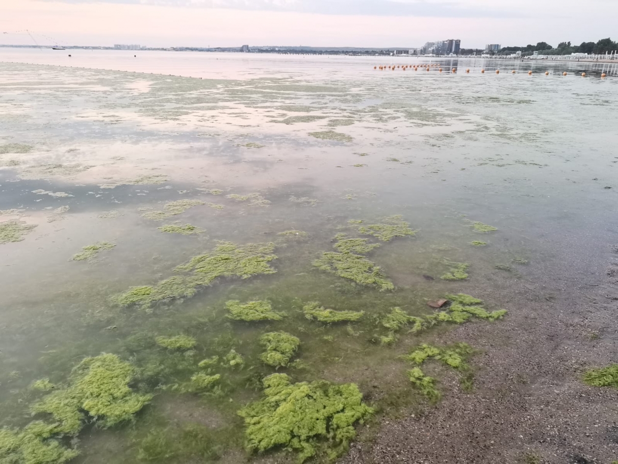 Анапа цветет ли море сейчас 2024. Цветение моря Витязево Анапа. Витязево море цветет. Джемете море цветет. В Анапе зацвело море.