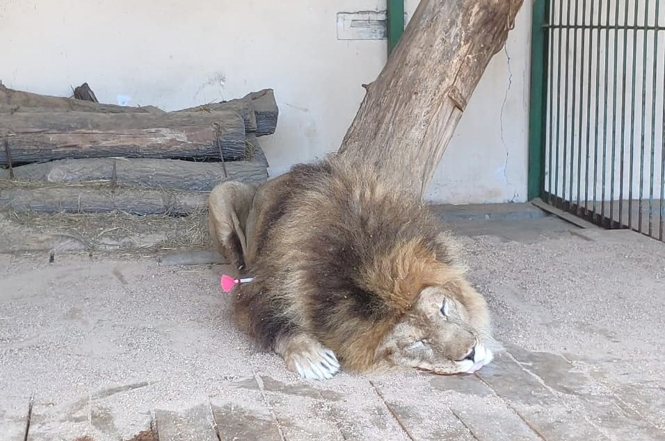 Почему уходит лев. Зоопарк мертвых животных. Лев в Московском зоопарке. Весь зоопарк настоящий.