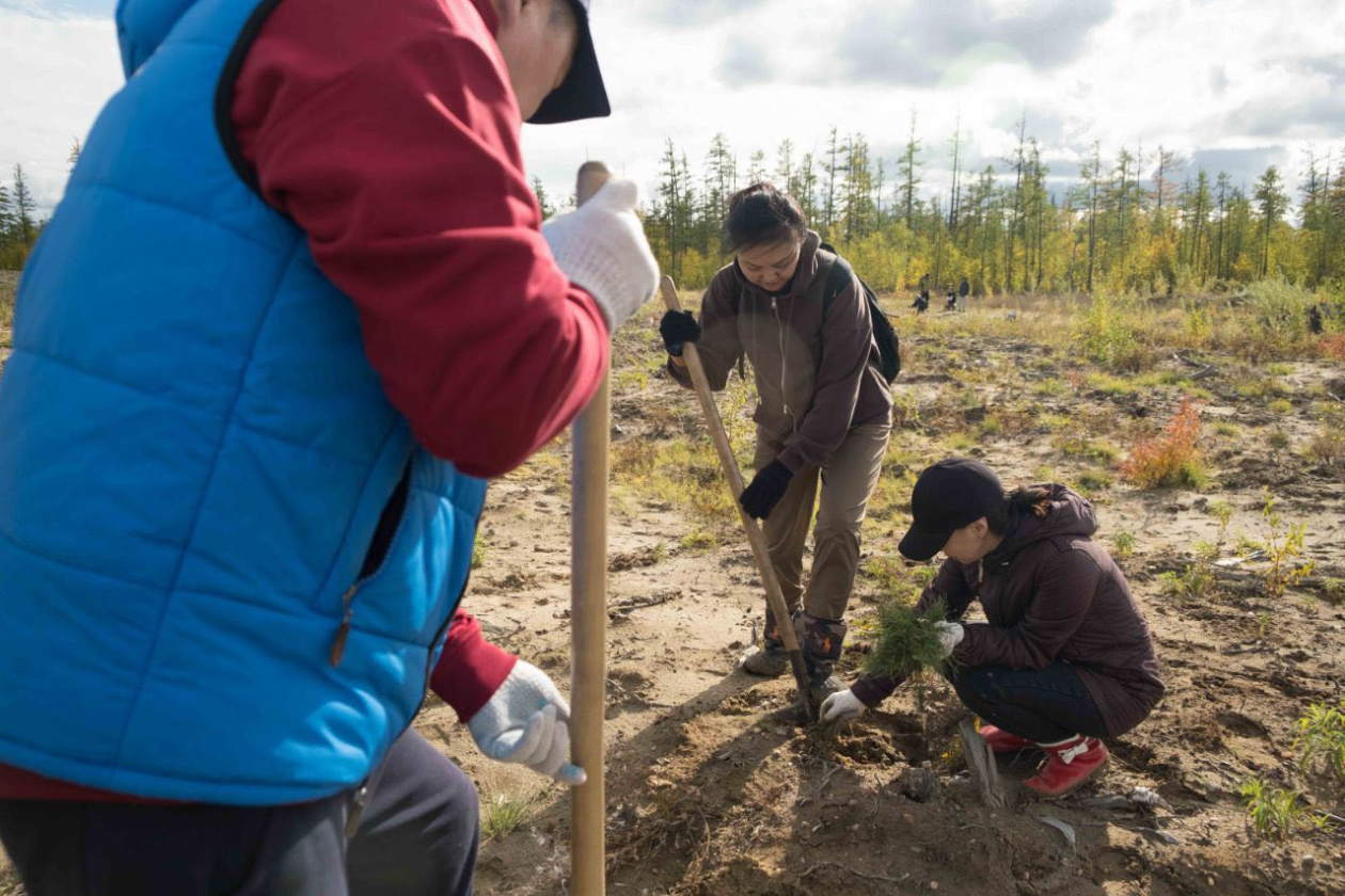 Якутии природопользования. Экологическое волонтерство. Высадка деревьев в Якутии. День посадки деревьев. Акция чистый лес.