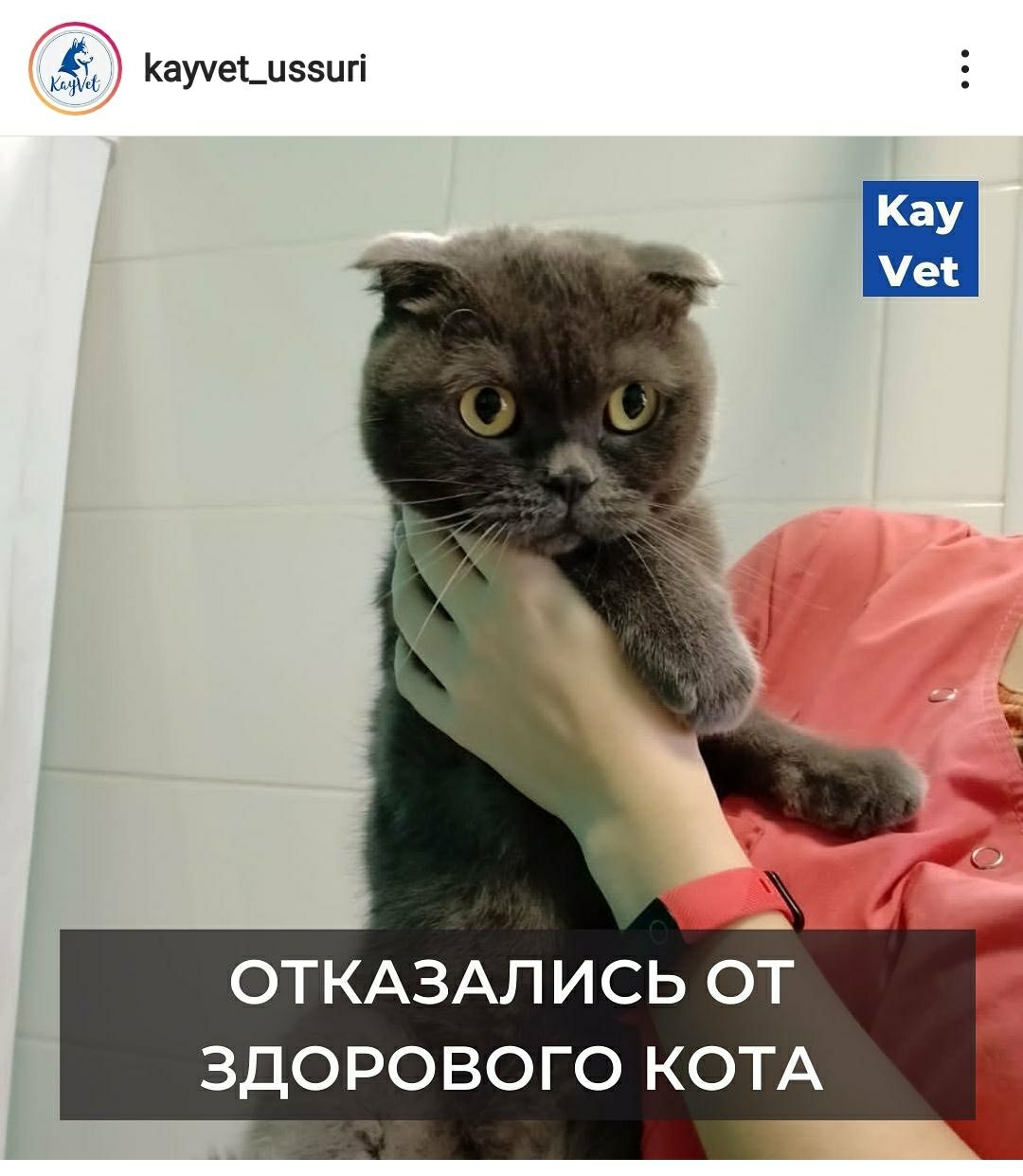 Усыпить здорового кота