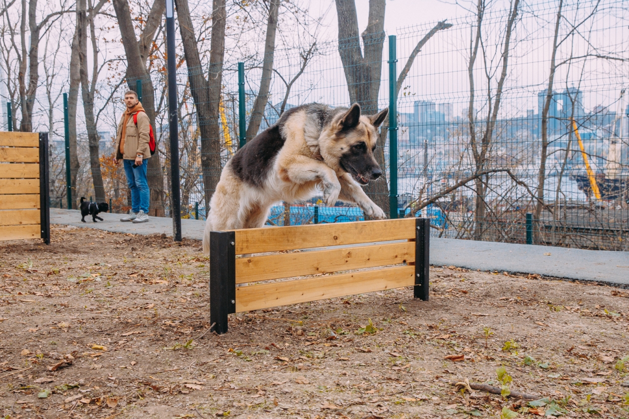 Собака копает кровать