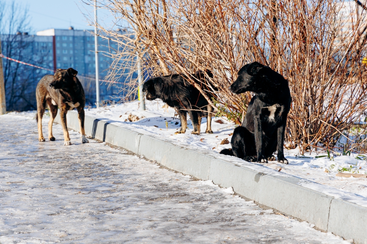 Случаи нападение собаки. Бродячие собаки в Волгограде. В Оренбурге стая бездомных собак. Стая собак.